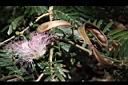 粉撲花-花實0.JPG
