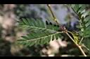 粉撲花-葉正3.JPG