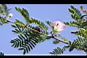 粉撲花08.JPG