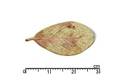 粉紅花舖地蜈蚣-葉背04.JPG