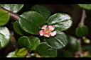 粉紅花舖地蜈蚣-花03.JPG