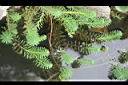 粉綠狐尾藻18.jpg