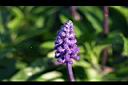粉萼鼠尾草-花03.jpg