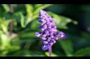 粉萼鼠尾草-花04.jpg