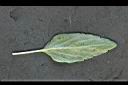 粉萼鼠尾草-葉0.jpg