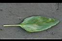 粉萼鼠尾草-葉1.jpg