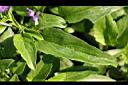 粉萼鼠尾草-葉4.jpg