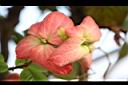 粉葉金花-花01.JPG