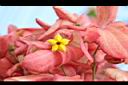 粉葉金花-花02.JPG