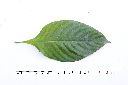 粉葉金花-葉正00.JPG