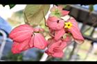 粉葉-食蚜蠅00.JPG