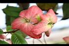 粉葉金花-花00.JPG