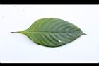 粉葉金花-葉正01.JPG