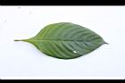 粉葉金花-葉正02.JPG