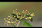 粉藤-花3.jpg