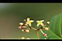 粉藤-花.jpg