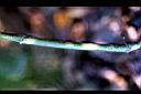 粉藤-莖0.jpg