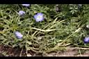 粉蝶花-莖00.JPG