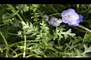 粉蝶花-葉01.JPG