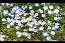 粉蝶花07.JPG