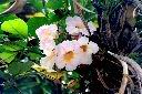 粉鐘鈴-花04.JPG