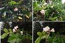 粉鐘鈴-花1.jpg