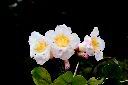 粉鐘鈴-花15.JPG