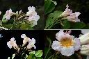 粉鐘鈴-花2.jpg