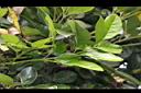 粉鐘鈴-葉序00.JPG