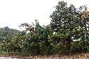 粉鐘鈴03.JPG