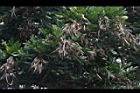 粉鐘鈴-實00.JPG