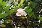 粉鐘鈴-花03.JPG