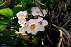 粉鐘鈴-花05.JPG