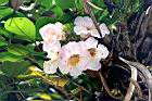 粉鐘鈴-花06.JPG