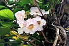 粉鐘鈴-花07.JPG