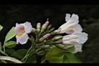 粉鐘鈴-花09.JPG