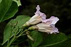 粉鐘鈴-花11.JPG