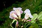 粉鐘鈴-花12.JPG