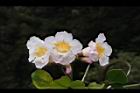 粉鐘鈴-花16.JPG