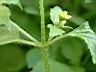粗毛小米菊10.JPG