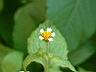 粗毛小米菊9.JPG