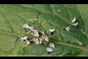 粗毛小米菊-種子1.jpg