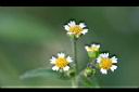 粗毛小米菊-花0.jpg