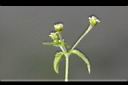 粗毛小米菊-花02.jpg