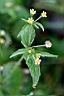 粗毛小米菊-花06.jpg