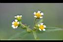 粗毛小米菊-花5.jpg