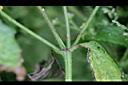 粗毛小米菊-莖0.jpg
