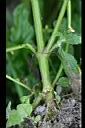 粗毛小米菊-莖1.jpg