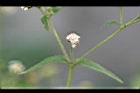 粗毛小米菊-實3.jpg