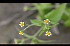 粗毛小米菊-花00.jpg